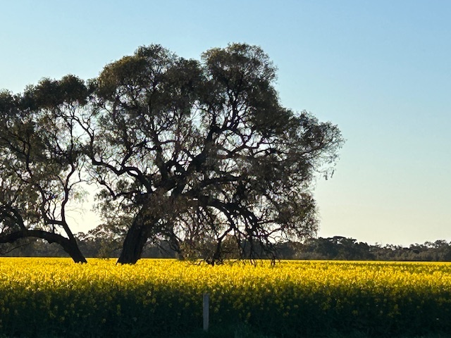 Local Canola with tree scene